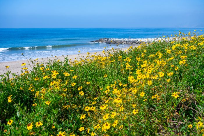 spring