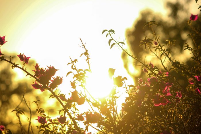 summer solstice
